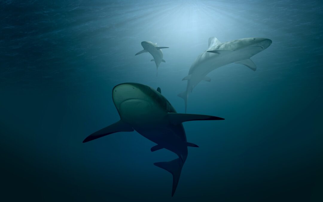 Shark Cage Diving in Oahu