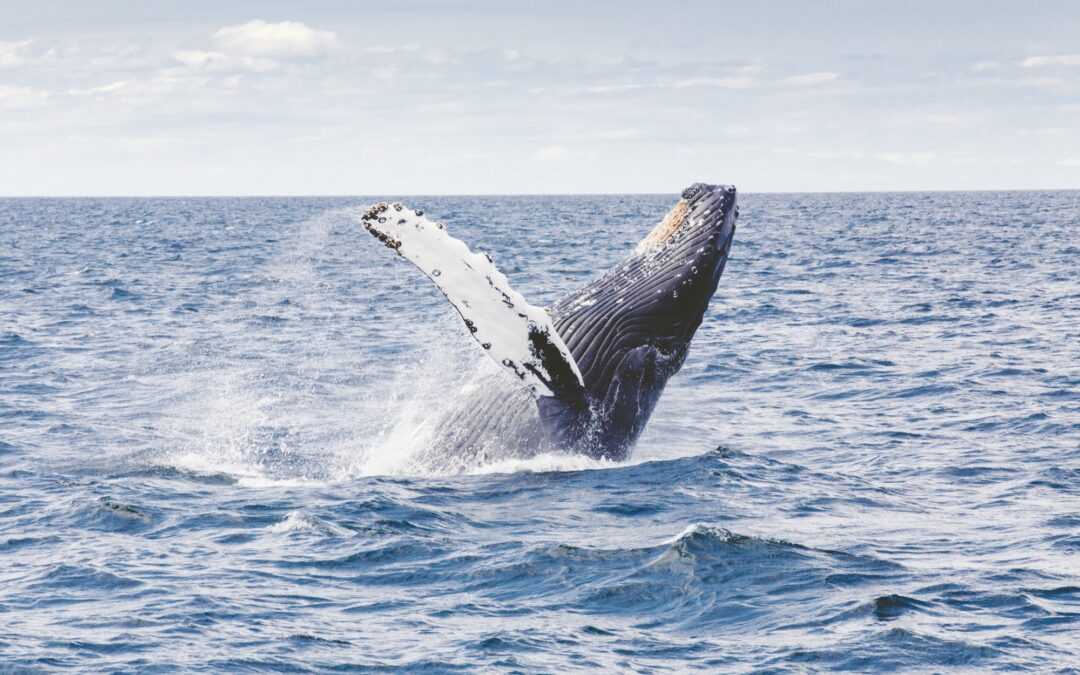 humpback whales